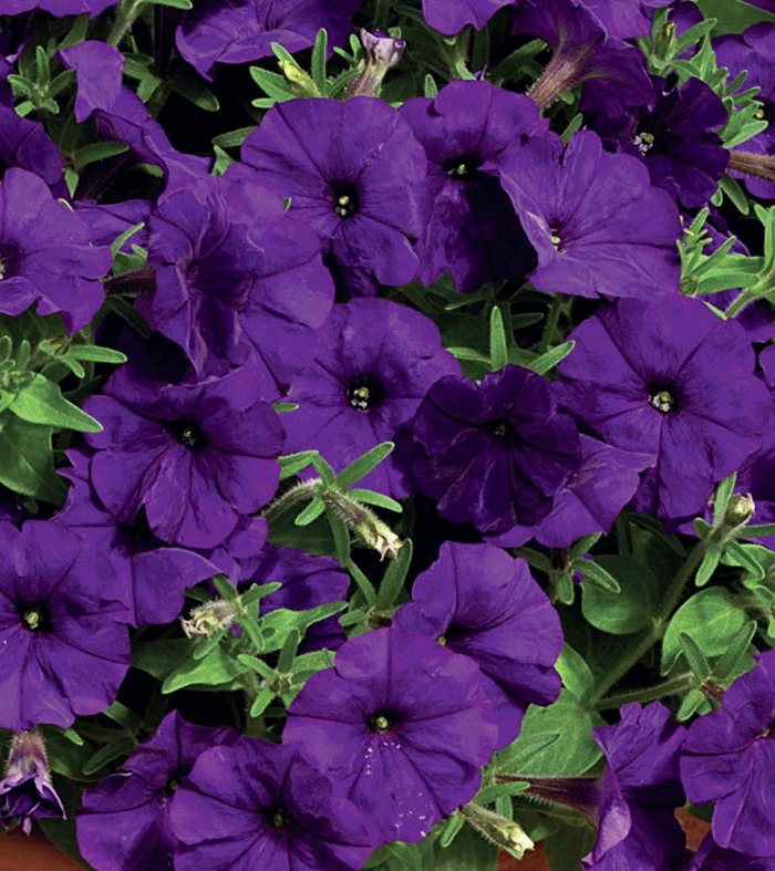 Петуния мини Пикобелла Блю